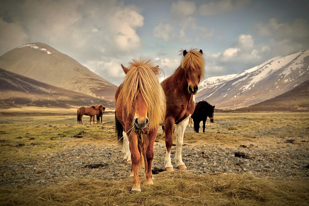 des chevaux Islandais dans un beau décor naturel