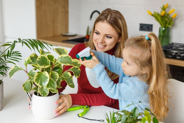 Prendre soin de ses plantes d'intérieur - © Studioplan