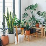 5 plantes d’intérieur (presque) impossibles à tuer