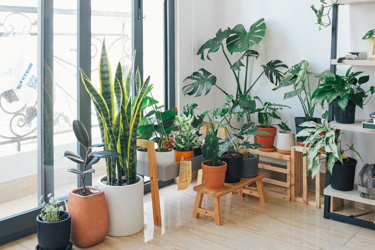 5 plantes impossible à tuer, décoration