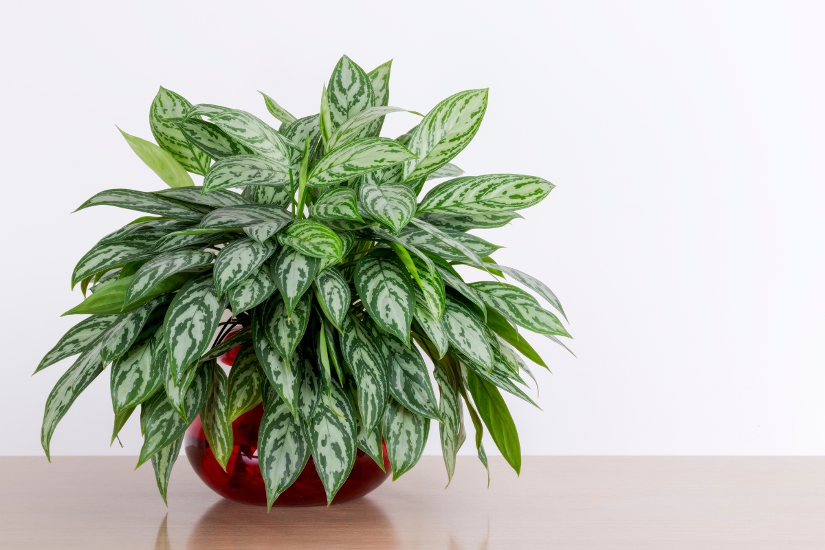 top 5 : Aglaonema, Aglaonème (plante chinoise d’intérieur)