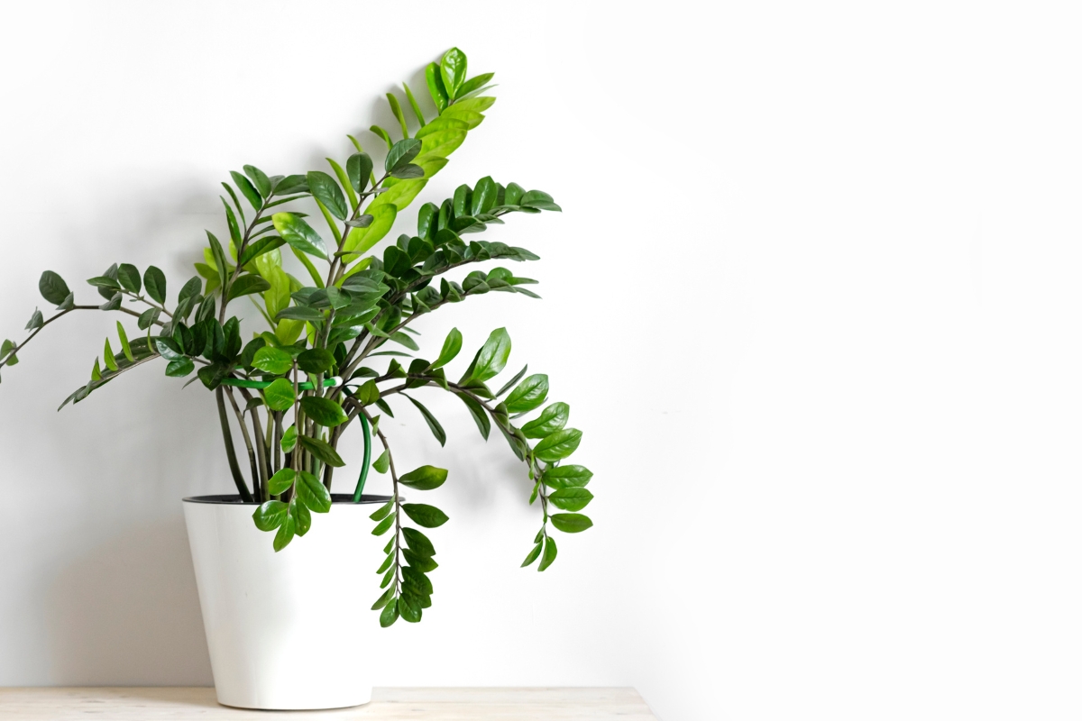 top 2 : Zamioculcas zamiifolia (plante ZZ)