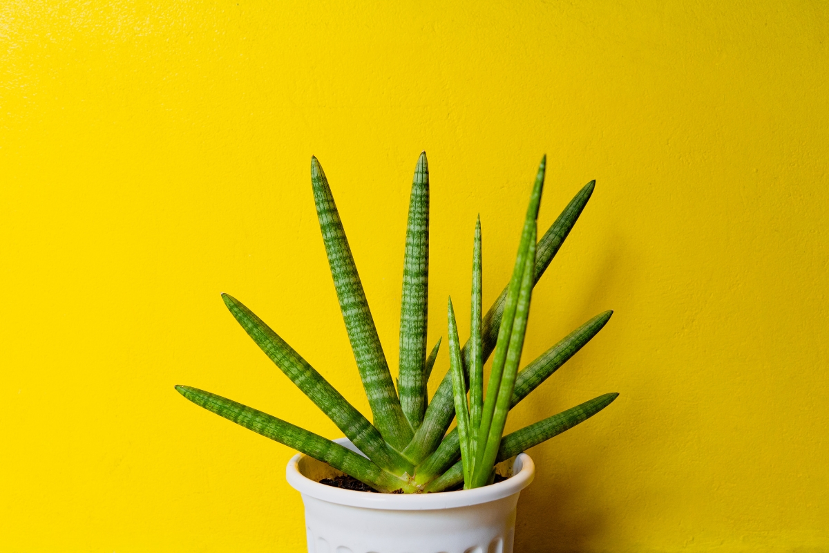 Top 1 : Dracaena angolensis (Sansevière à feuilles cylindriques)